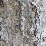 Betula davurica Bark