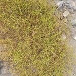 Zygophyllum chilense Habitus