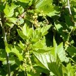 Ribes petraeum Φρούτο