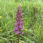 Gymnadenia conopseaFlower