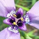 Herbertia tigridioides Flower