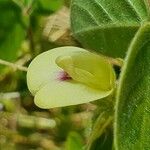Macrotyloma uniflorum Flor