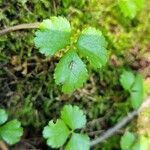 Coptis trifolia Hoja