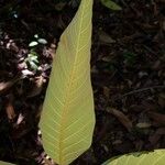 Castilla tunu Leaf