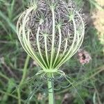 Daucus carota 果實