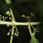 Hoffmannia nicotianifolia Fruit