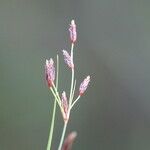 Fimbristylis autumnalis Blüte