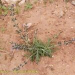 Salvia aegyptiaca Habit