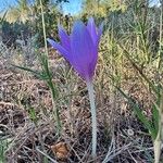 Colchicum longifolium Habit