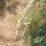 Calamagrostis arundinacea 果