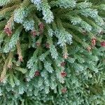 Cryptomeria japonica Levél