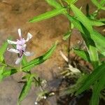 Justicia americana Blomma