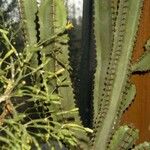 Euphorbia canariensis Écorce