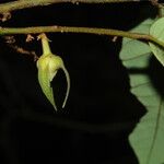 Neostenanthera neurosericea Flower