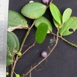 Sphyrospermum ellipticum Otro