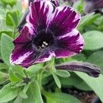 Petunia x atkinsiana പുഷ്പം