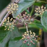 Hedera helix Vaisius