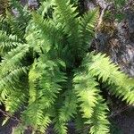 Polystichum mohrioides Hábito