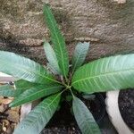 Mangifera indica 葉