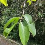 Cryptocarya lifuensis Leaf