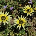 Arctotheca calendula Cvijet
