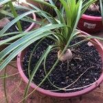 Beaucarnea recurvata ᱥᱟᱠᱟᱢ