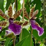 Zygopetalum maculatum Квітка