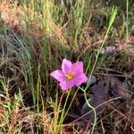 Sabatia grandiflora