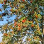 Sorbus aucupariaGyümölcs