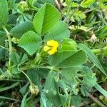 Medicago polymorpha Агульны выгляд