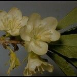 Rhododendron albiflorum 花