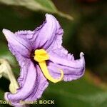 Solanum vespertilio Virág