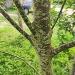 Prunus padus Bark