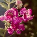 Penstemon monoensis Flower