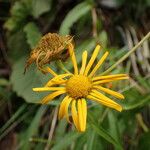 Buphthalmum salicifolium 花