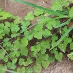 Merremia hederacea Habitus