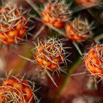 Gymnocalycium anisitsii Otro