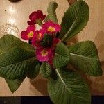 Primula vulgarisЦветок