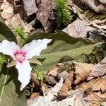 Trillium undulatum Цветок