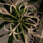 Crinum asiaticum Flower