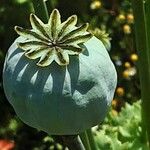 Papaver somniferum Plod