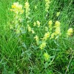 Rhinanthus major Natur