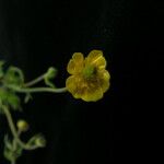 Ranunculus adoxifolius موطن