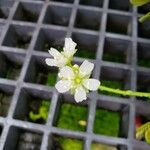 Dionaea muscipula 花