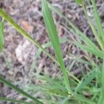 Hordeum spontaneum Hoja