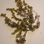 Herniaria glabraЛист