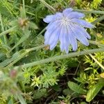 Cichorium endiviaFlor