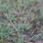 Panicum repens अन्य