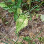 Lapsana communis Leaf