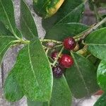 Prunus laurocerasus Плод